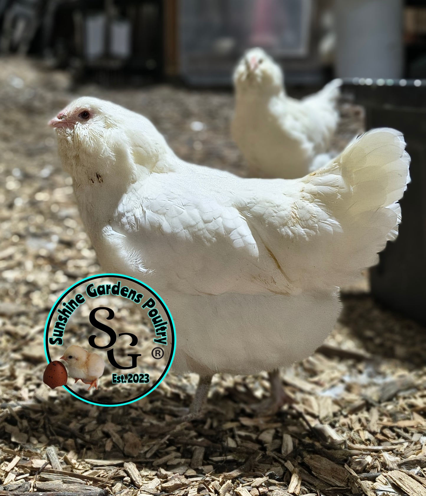 White Ameraucanas - Straight Run ONLY