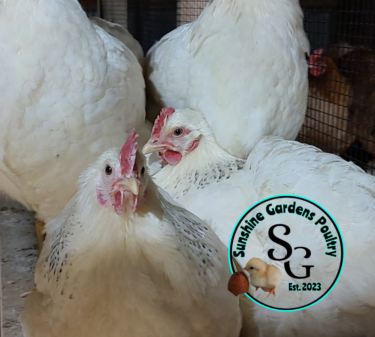 Delaware - Straight run ONLY*