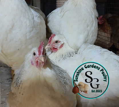 Delaware - Straight run ONLY*