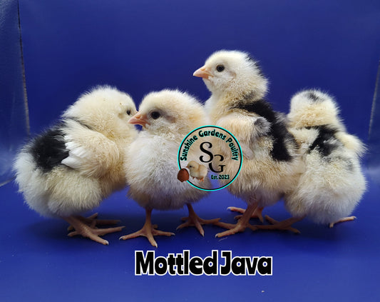 Mottled Javas - Straight run ONLY*