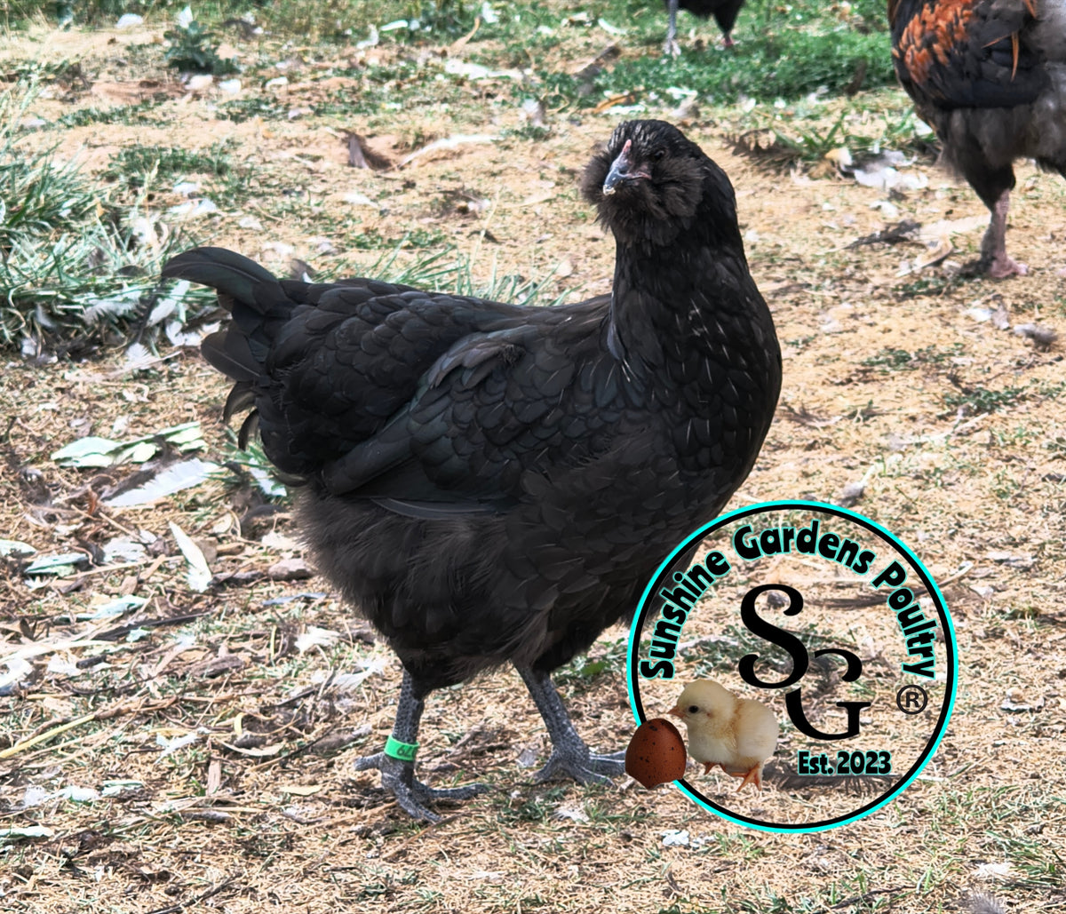 LOCAL PICK-UP Option: Christopher Lynn Rainbow Eggers (CLRE) - 12 Hatching Eggs*