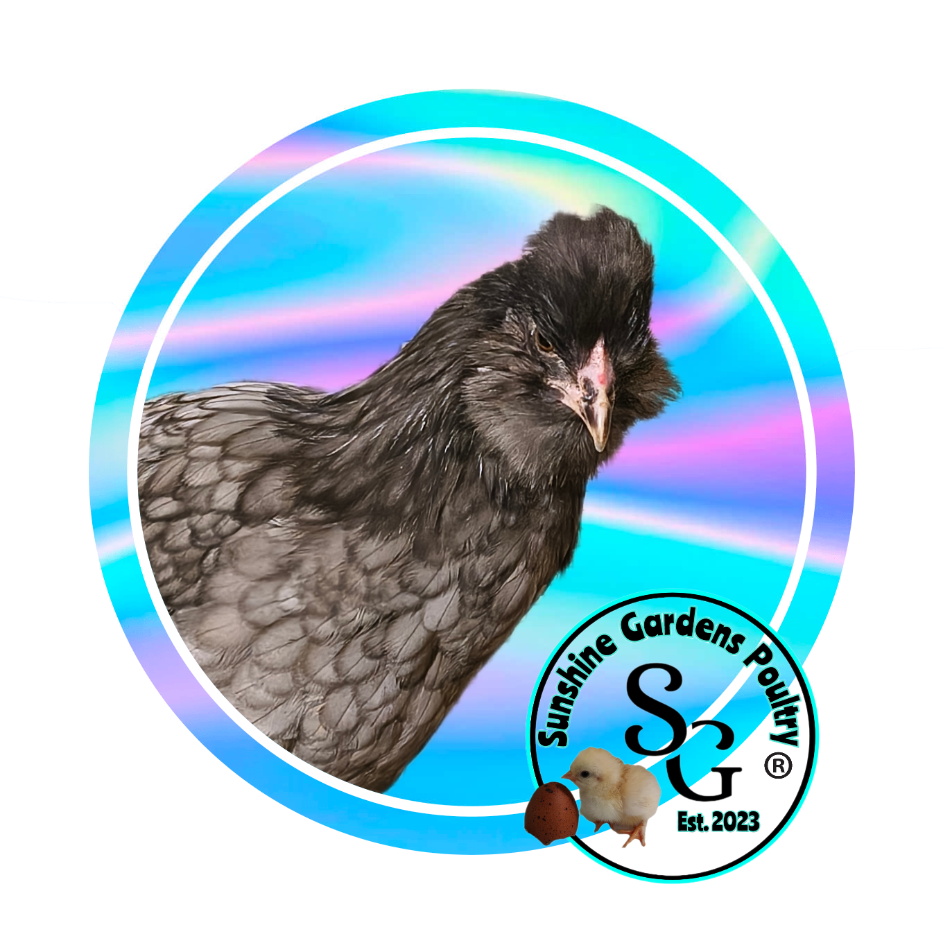 LOCAL PICK-UP Option: Christopher Lynn Rainbow Eggers (CLRE) - 12 Hatching Eggs*
