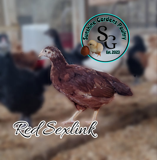 Red Sexlink: Pullet 6-8 weeks old