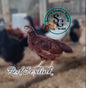 Red Sexlink: Pullet 6-8 weeks old