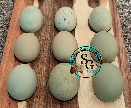 Rainbow Layers: 4-6 Month Old Pullet