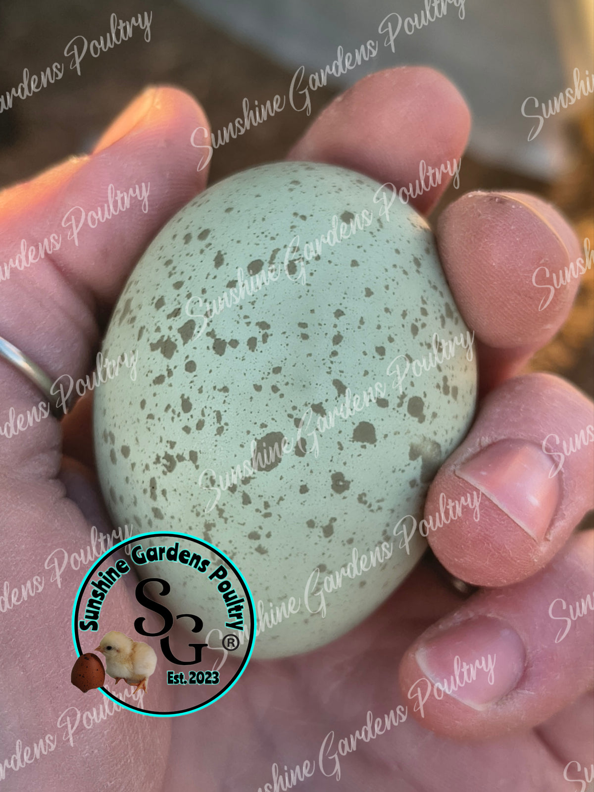 LOCAL PICK-UP Option: Christopher Lynn Rainbow Eggers (CLRE) - 12 Hatching Eggs*
