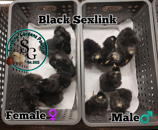 Black Sexlink - Guaranteed Females