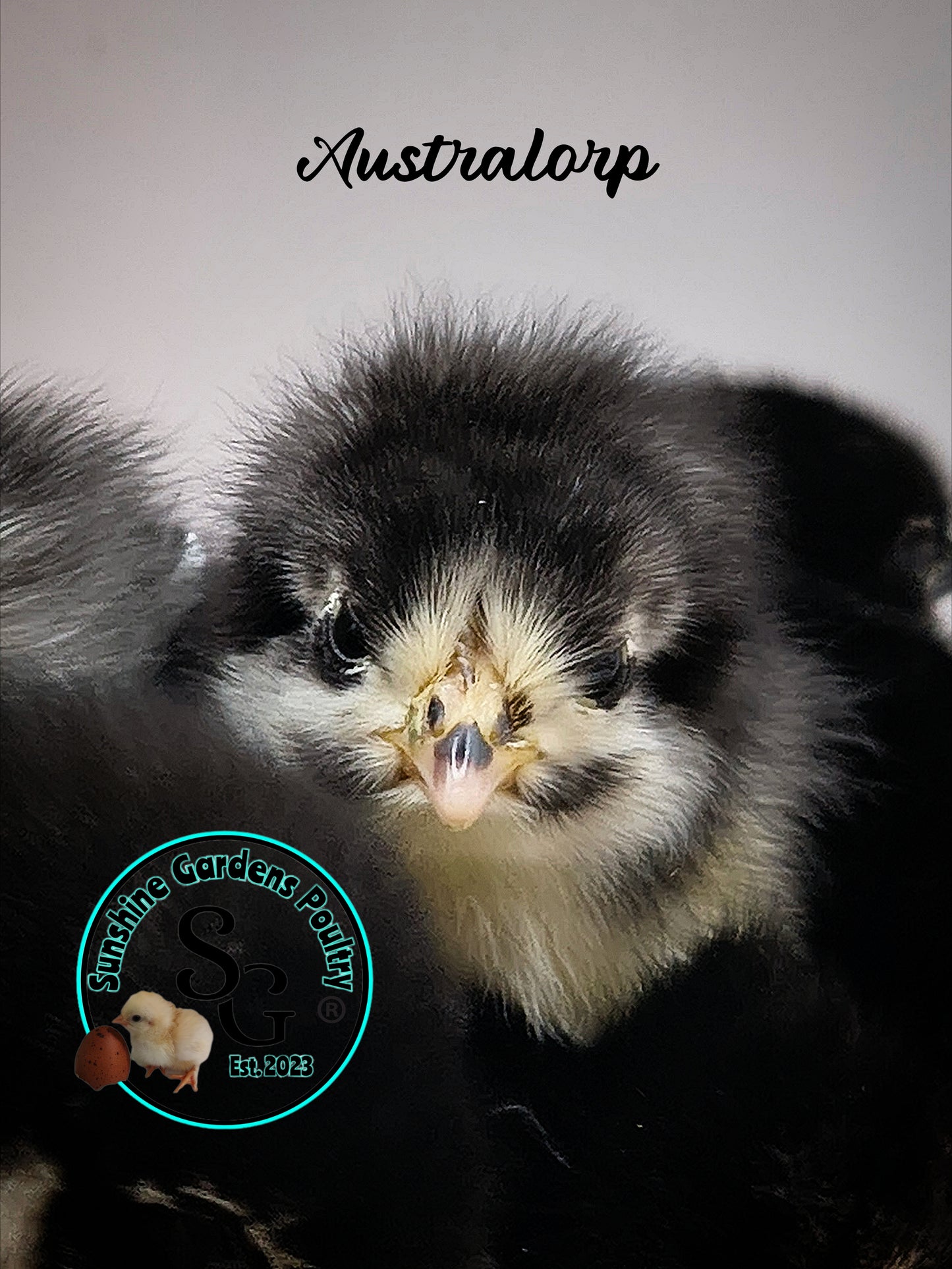Australorp: Straight run ONLY