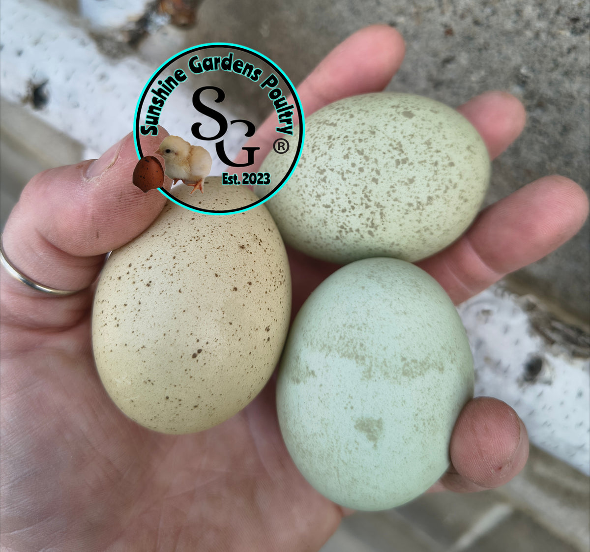 LOCAL PICK-UP Option: Christopher Lynn Rainbow Eggers (CLRE) - 12 Hatching Eggs*