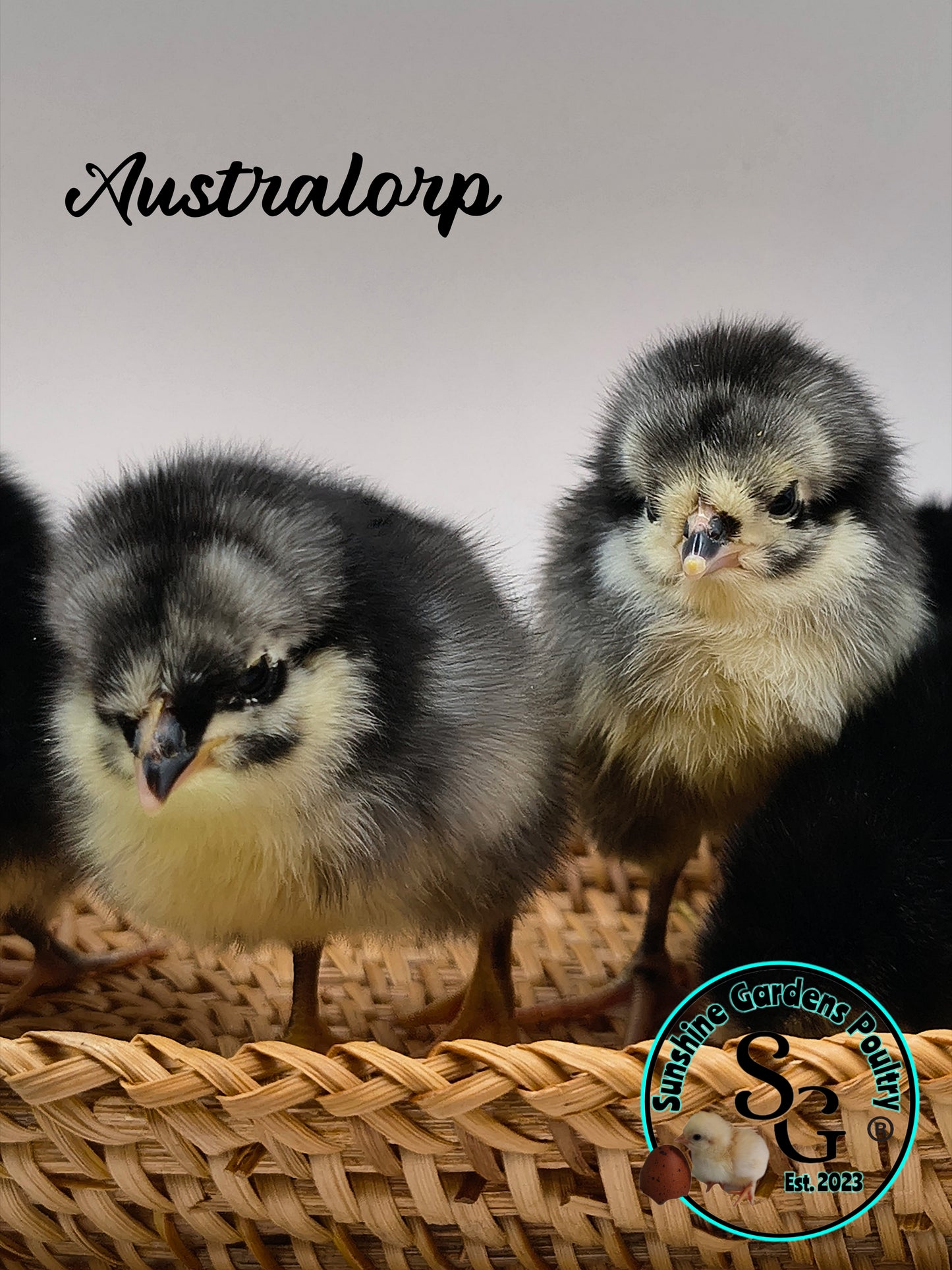 Australorp: Straight run ONLY