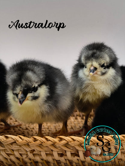 Australorp: Straight run ONLY