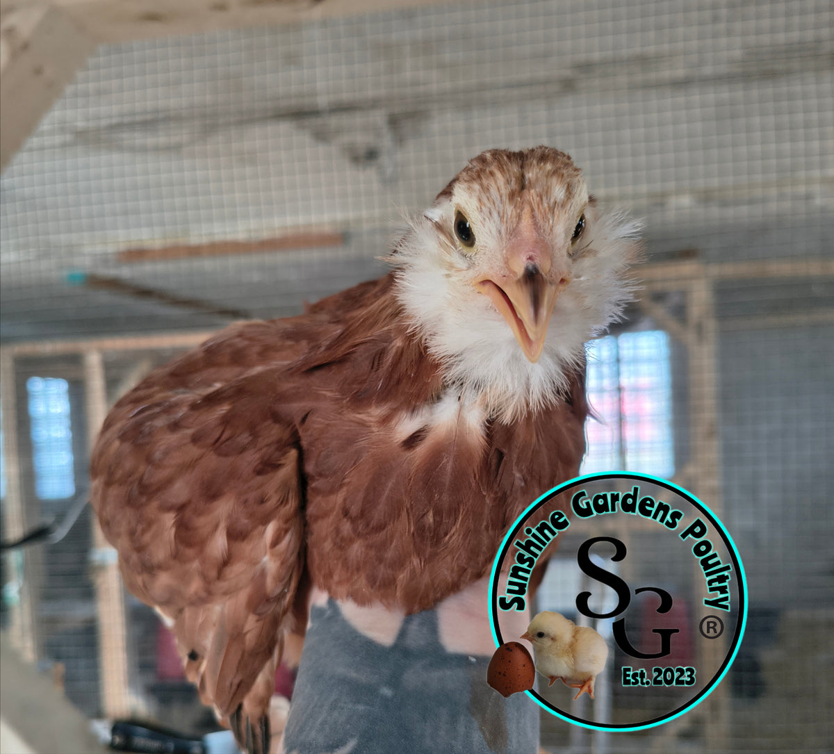 LOCAL PICK-UP Option: Christopher Lynn Rainbow Eggers (CLRE) - 12 Hatching Eggs*