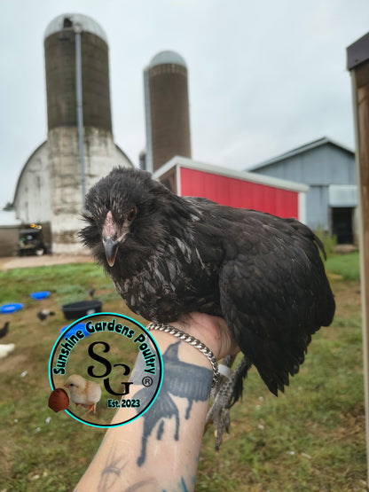 LOCAL PICK-UP Option: Christopher Lynn Rainbow Eggers (CLRE) - 12 Hatching Eggs*
