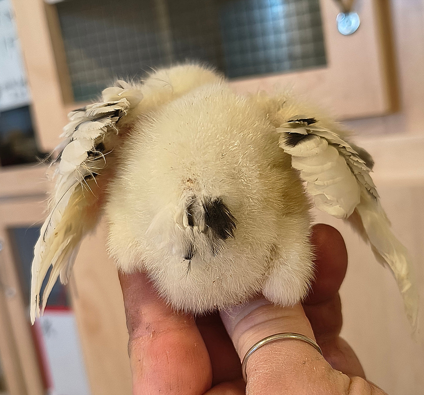 Ermine Ameraucanas