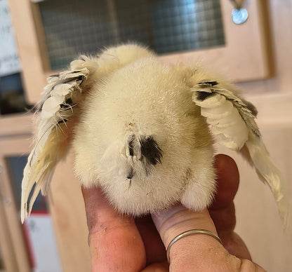 Ermine Ameraucanas