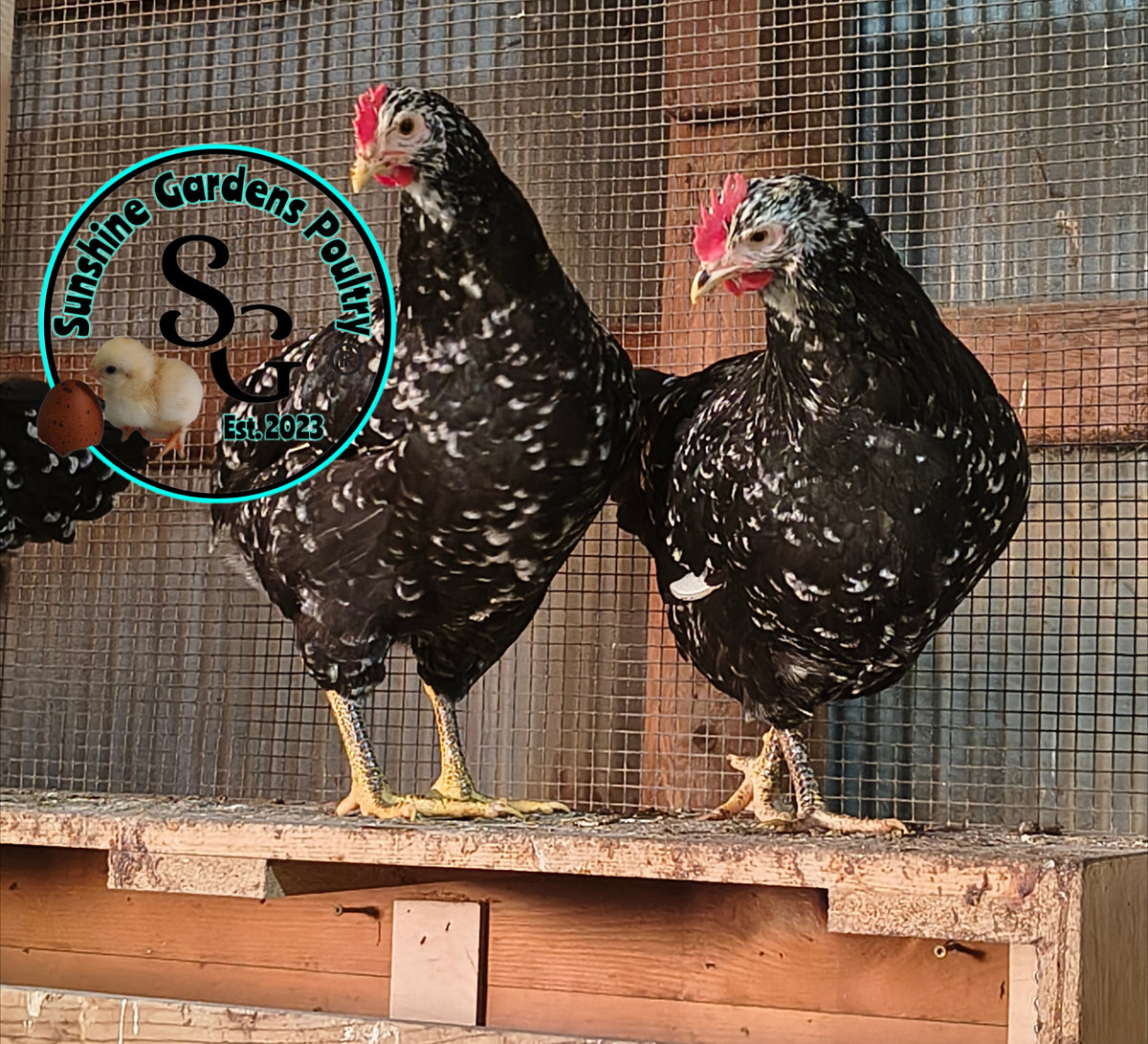 Shipping included: Mottled Java - 12 Hatching Eggs*