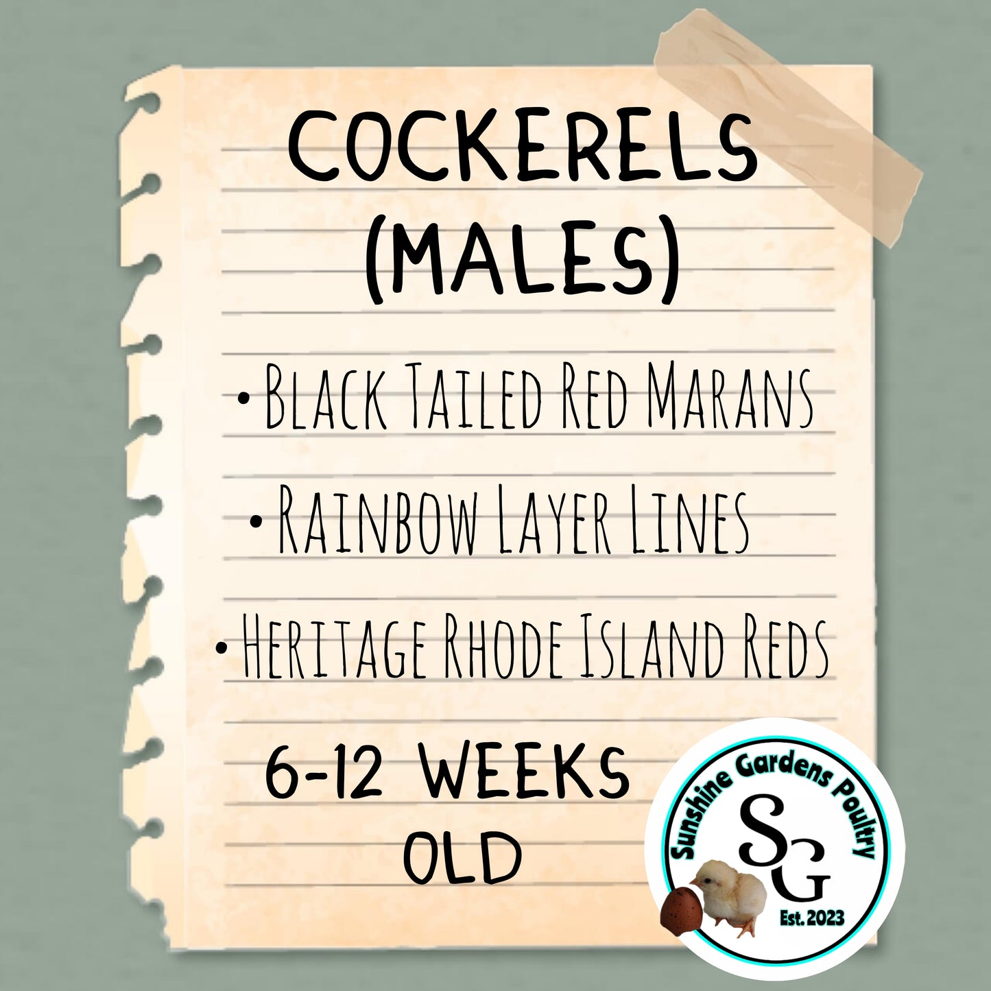 6-12 week old Cockerels