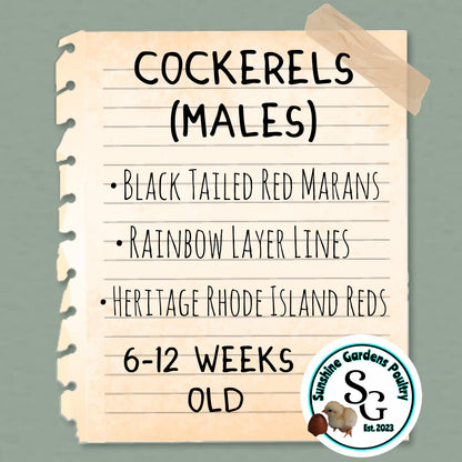 6-12 week old Cockerels