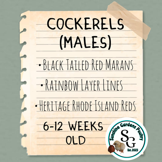 6-12 week old Cockerels