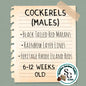 6-12 week old Cockerels
