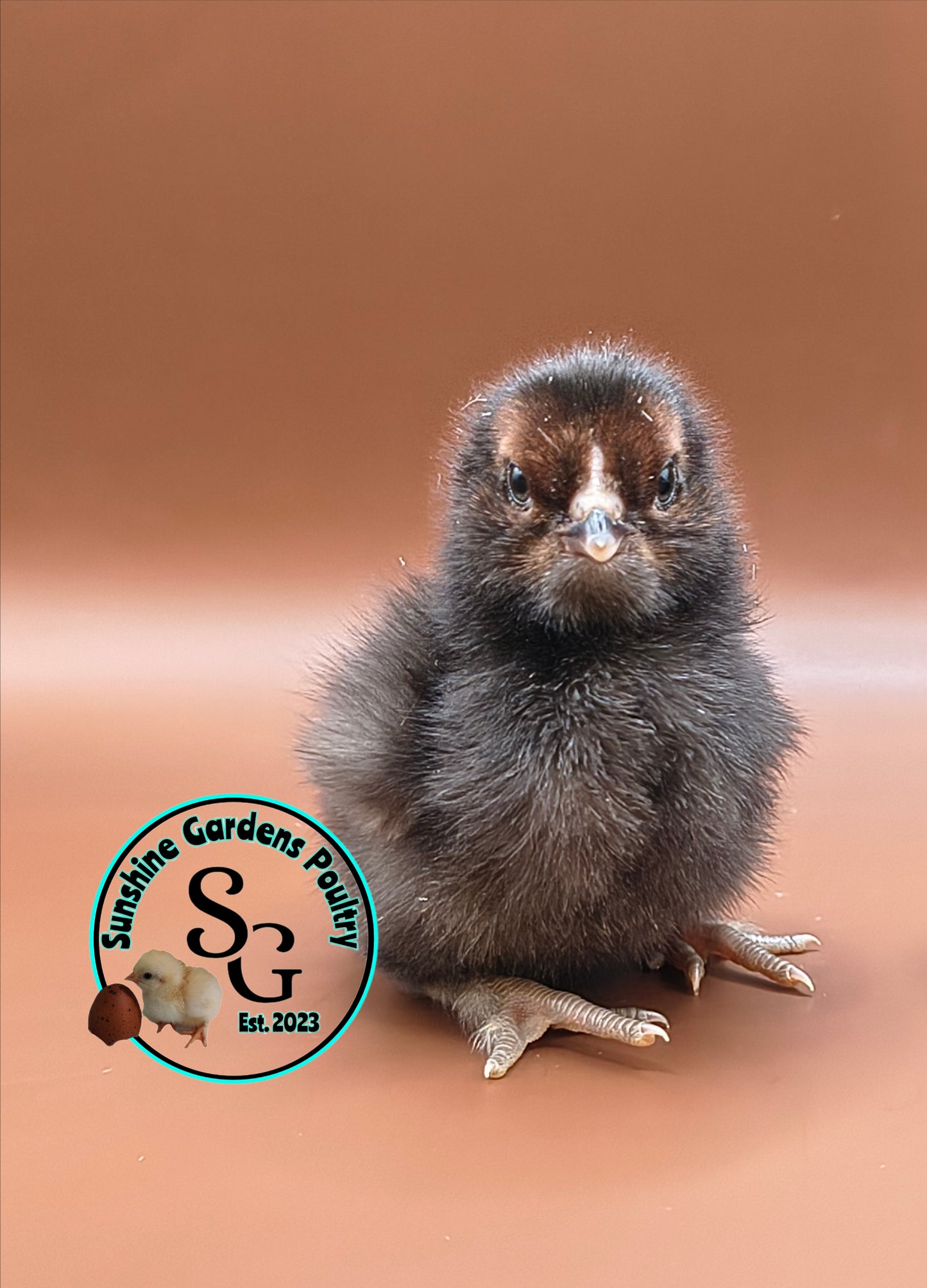 Shipping included: Lane Rae F1 Olive Eggers (LROE) - 12 Hatching Eggs*