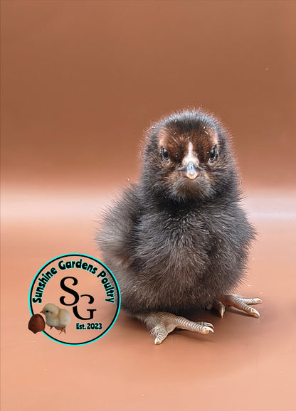 Shipping included: Lane Rae F1 Olive Eggers (LROE) - 12 Hatching Eggs*