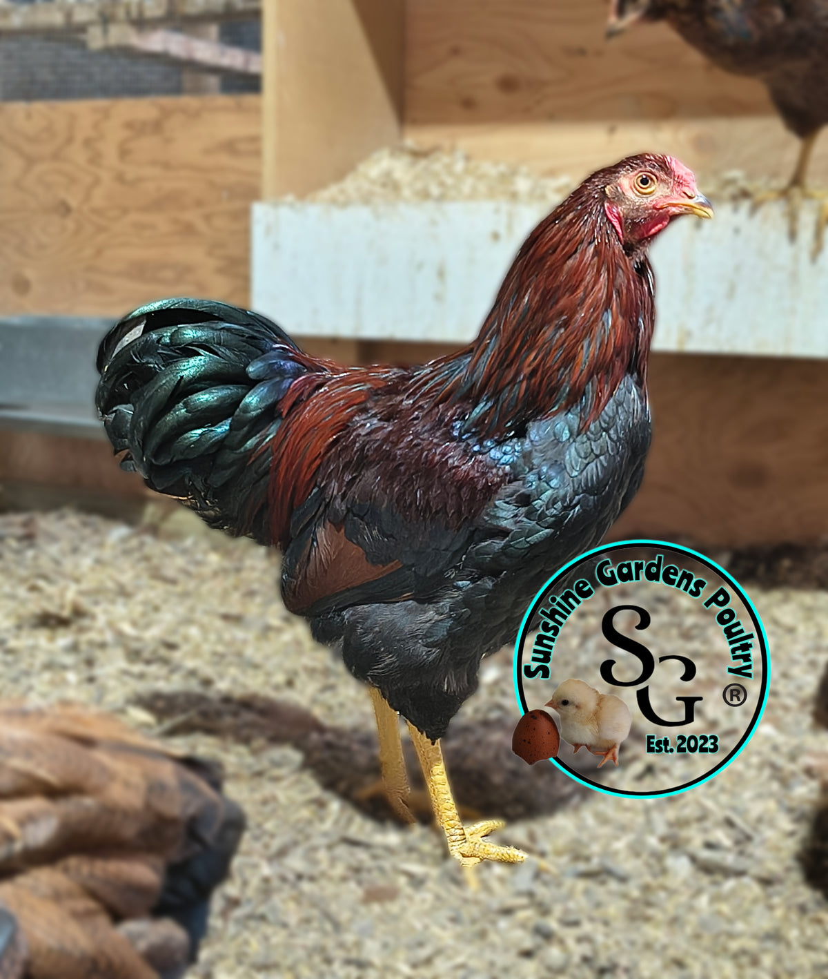 Partridge Chantecler - Straight run ONLY