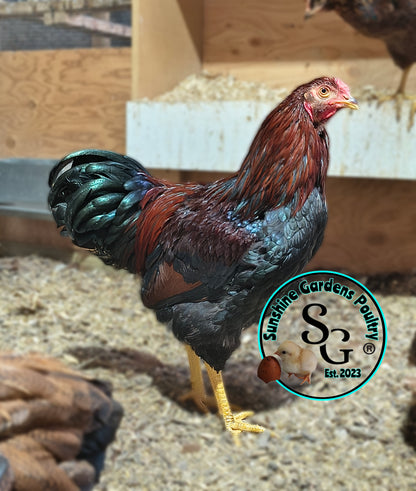 Partridge Chantecler - Straight run ONLY