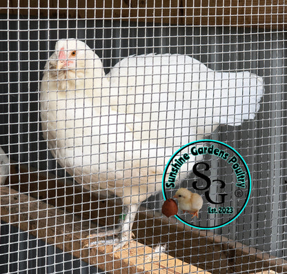 LOCAL PICK-UP Option: Christopher Lynn Rainbow Eggers (CLRE) - 12 Hatching Eggs*
