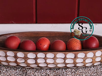 Shipping included: Black Tailed Red Marans - 12 Hatching Eggs*