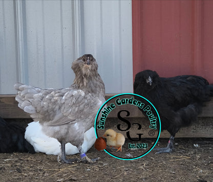 LOCAL PICK-UP Option: Christopher Lynn Rainbow Eggers (CLRE) - 12 Hatching Eggs*