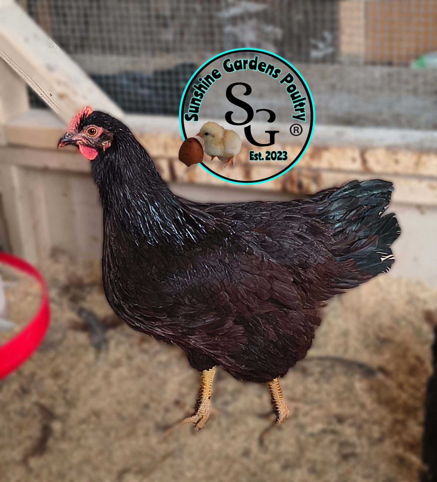 Heritage Rhode Island Reds - Straight Run ONLY*