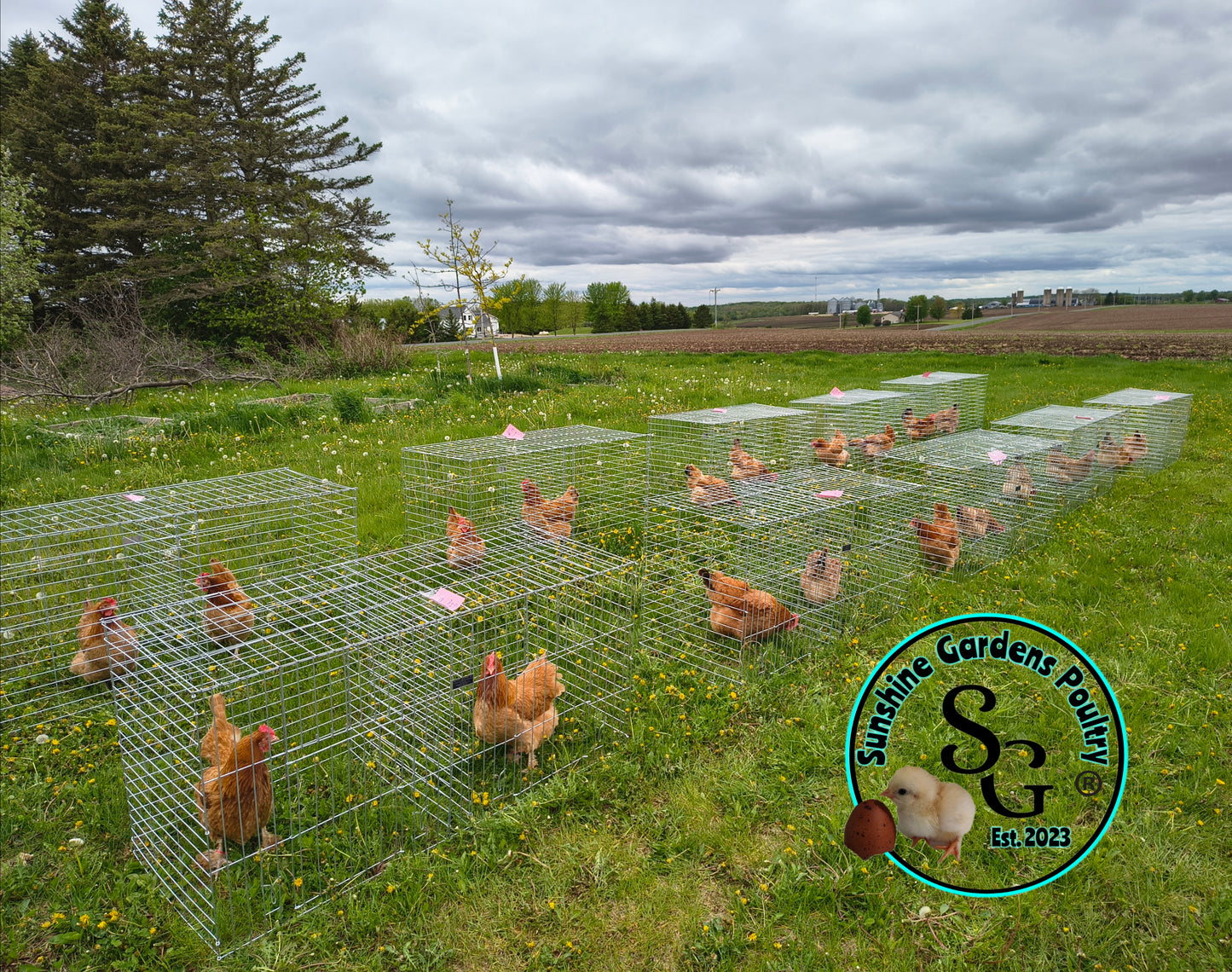 Black Tailed Red Marans (BTR) - Straight run ONLY*