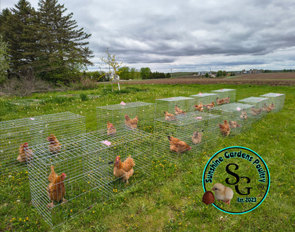 Black Tailed Red Marans (BTR) - Straight run ONLY*