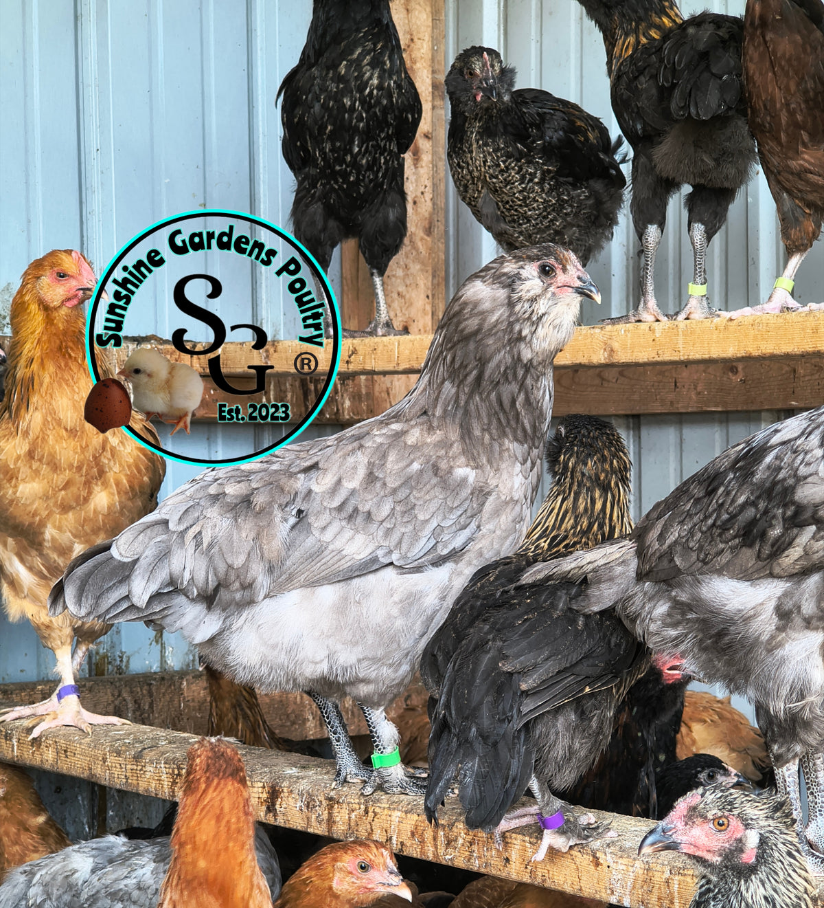 LOCAL PICK-UP Option: Christopher Lynn Rainbow Eggers (CLRE) - 12 Hatching Eggs*