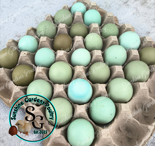 Rainbow Layers: Pullet 9-12 weeks old