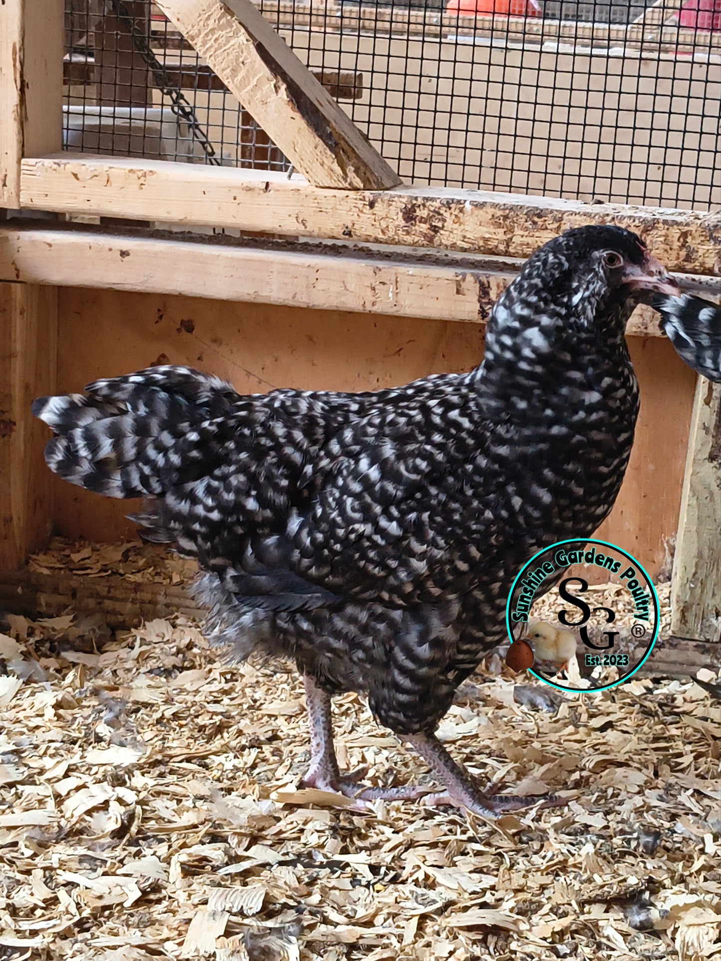 Cuckoo Ameraucanas - Straight run ONLY