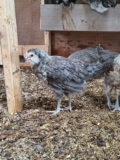 Blue Silver Ameraucana PAIR: 1 Male/ 1 Female - LOCAL PICK-UP ONLY