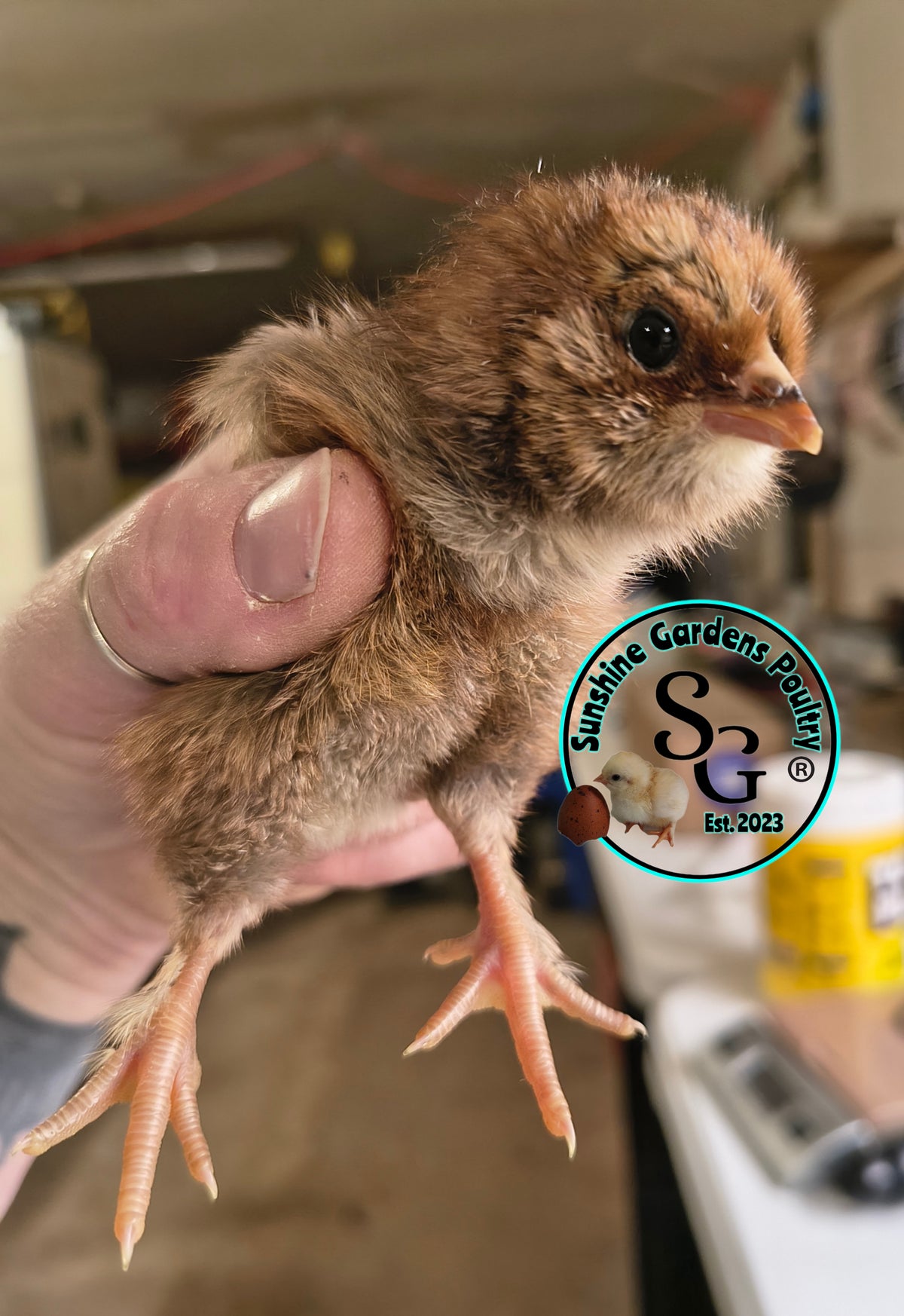 LOCAL PICK-UP Option: Christopher Lynn Rainbow Eggers (CLRE) - 12 Hatching Eggs*