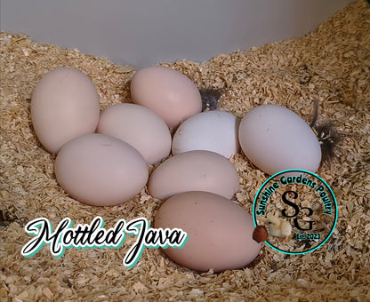 Shipping included: Mottled Java - 12 Hatching Eggs*