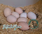 Shipping included: Mottled Java - 12 Hatching Eggs*