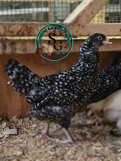 Cuckoo Ameraucanas - Straight run ONLY