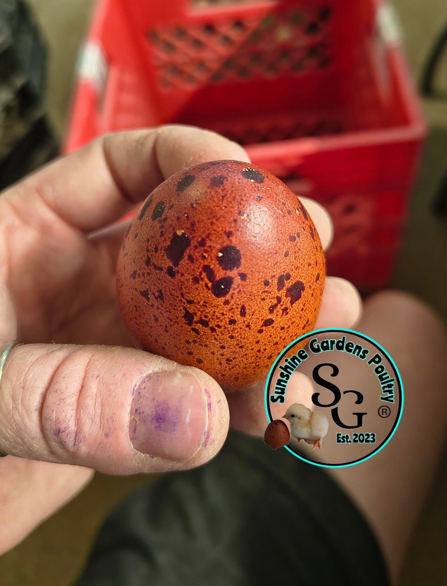 Black Tailed Red Marans (BTR) - Straight run ONLY*