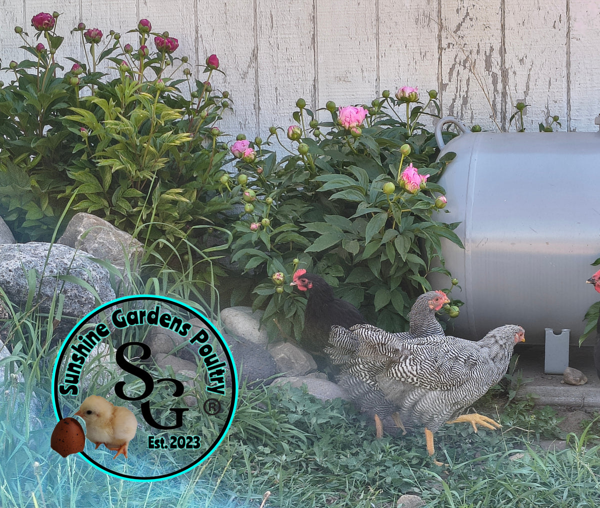 Heritage Plymouth Barred Rock - Straight run ONLY