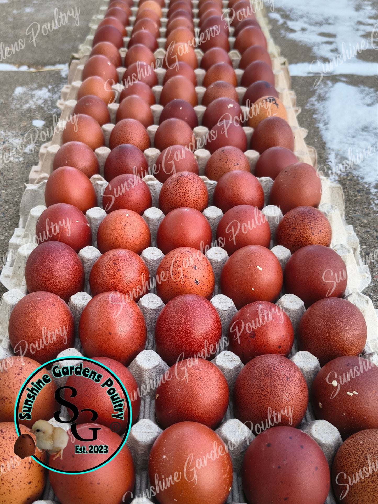 Shipping included: Black Tailed Red Marans - 12 Hatching Eggs*