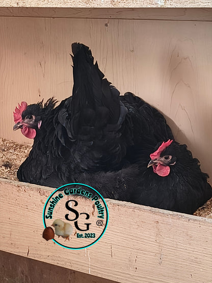 Australorp: Straight run ONLY