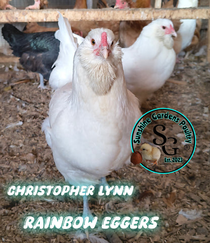Rainbow Layers: 3-4 Month Old Pullet