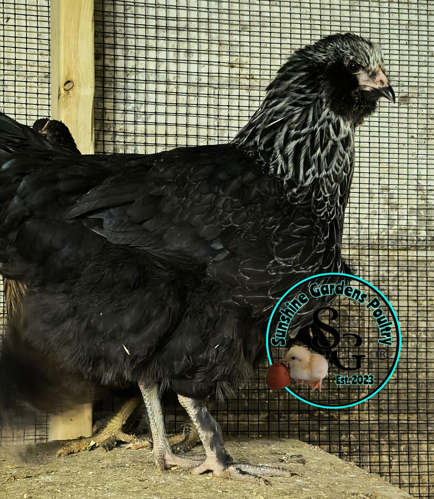 Lane Rae F1 Olive Eggers (LROE) - Straight run ONLY*