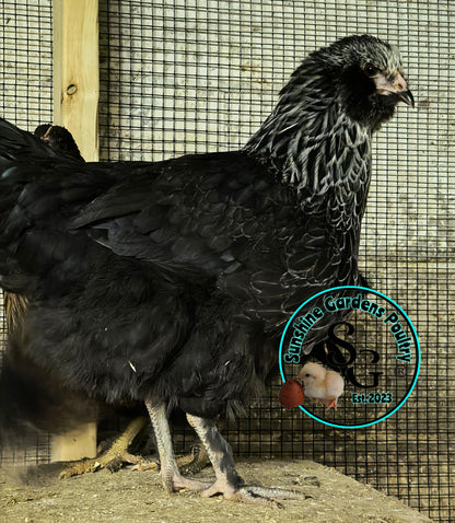 Lane Rae F1 Olive Eggers (LROE) - Straight run ONLY*