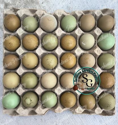LOCAL PICK-UP Option: Christopher Lynn Rainbow Eggers (CLRE) - 12 Hatching Eggs*